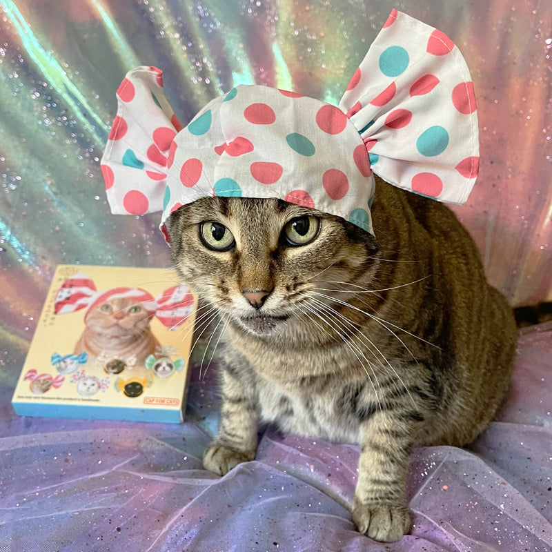 Mochi the cat in candy cat cap